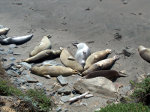 Sea Lions in California