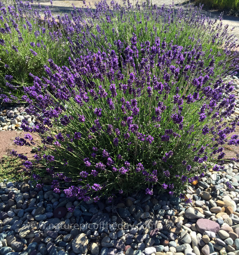 Lavender in Montana