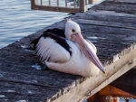 Pelican at Forster, New South Wales, Australia