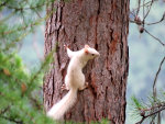 White Squirrel in Montana