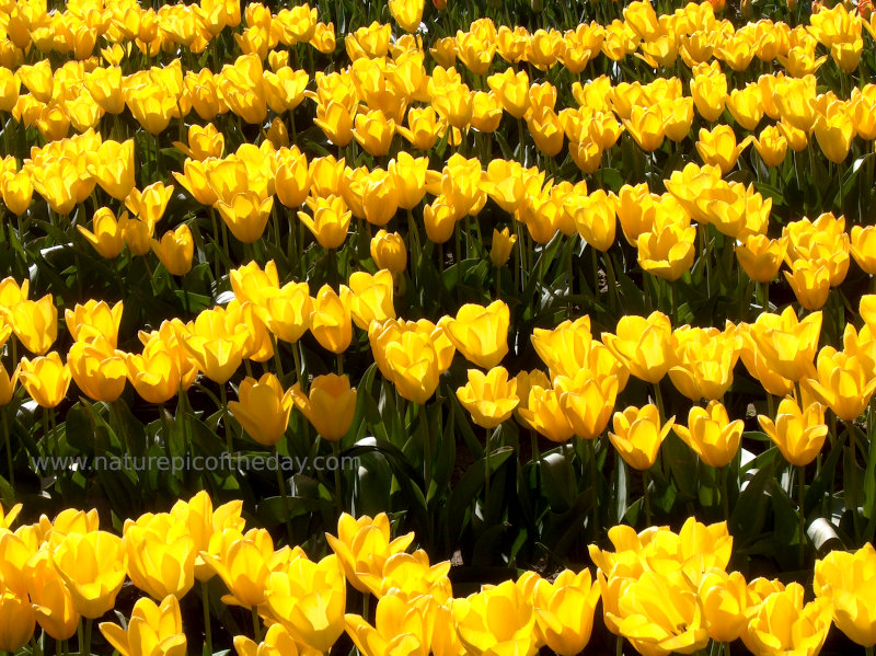 Tulips in Washington
