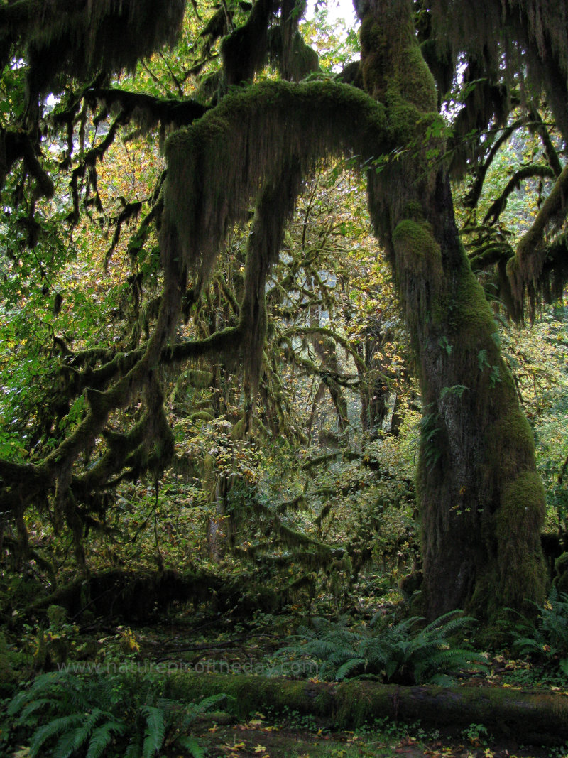 Moss Covered Tree in the Hoh Rain forest