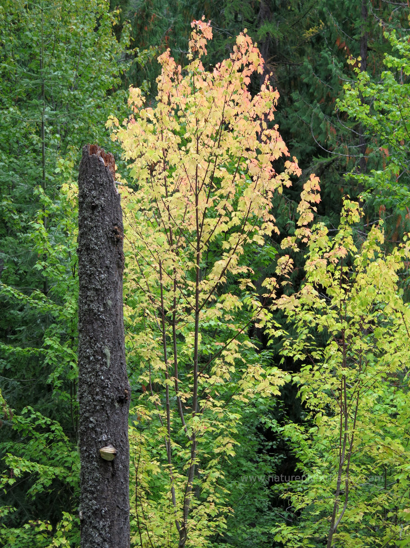 Trees in the forest.