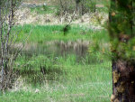 A male mallard in a pond
