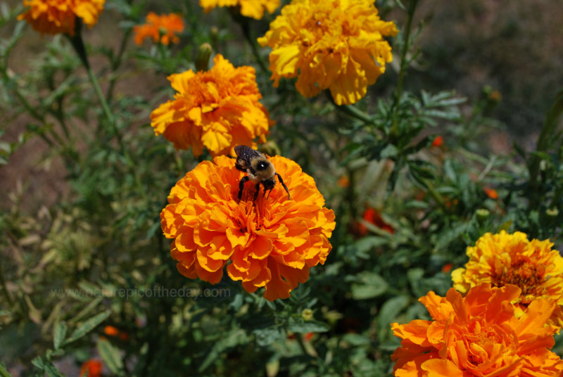 Bumble bee on a flower.