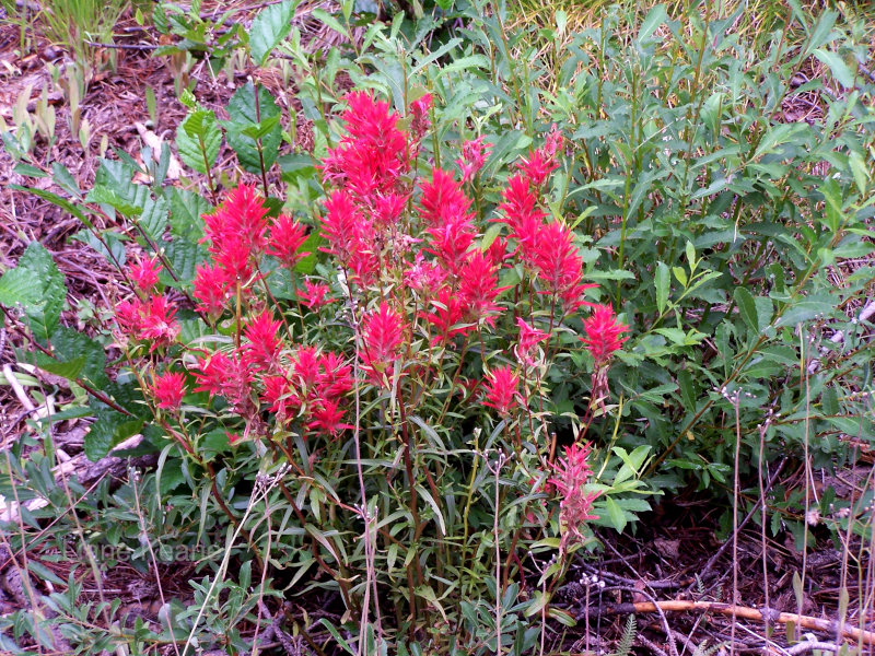 Indian Paintbrush in Montana