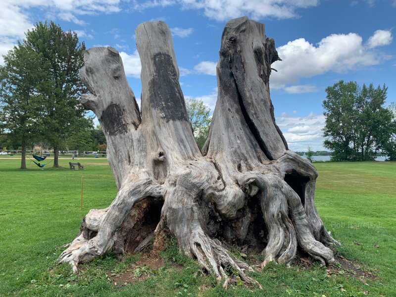 Stump at Lake Calhoun in Minnesota