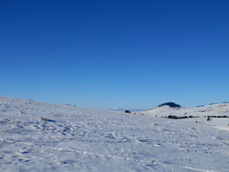 Winter landscape on the Palouse