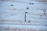 Hawk jumping off a fence post.