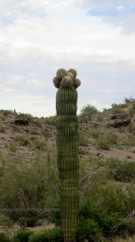 Cactus in the Arizona Desert