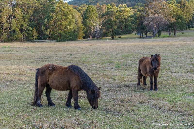 Miniature Ponies in Australia.