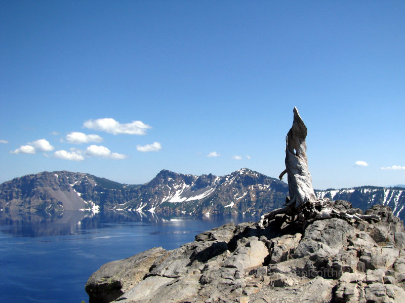 Old dead tree at Crater Lake, Oregon.
