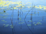Lily pads at Lake Lily, Maitland, Florida