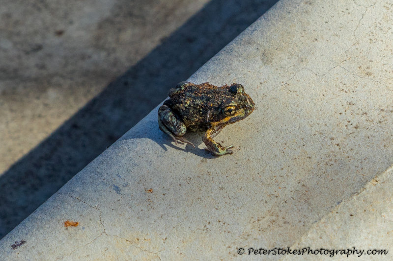 Frog in Mildura, Australia