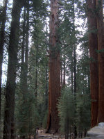 General Sherman Sequoia