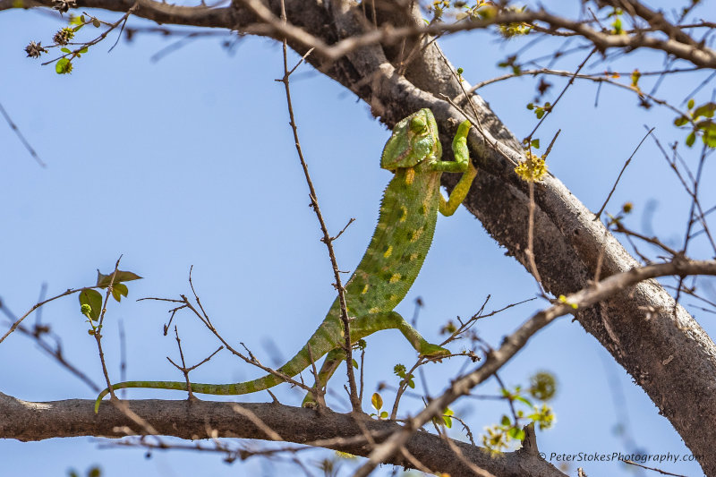 Lizard in Oman