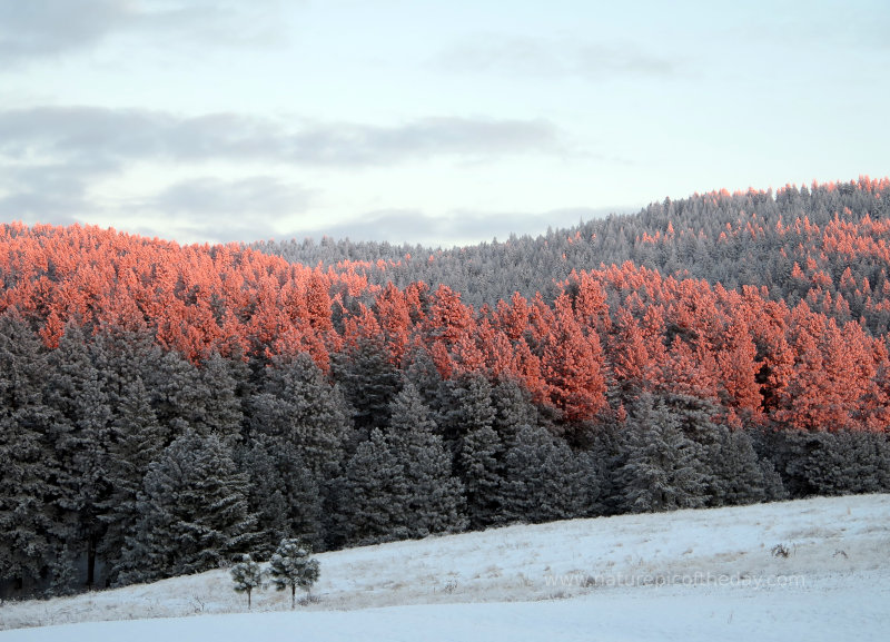 Sunrise on new fallen snow