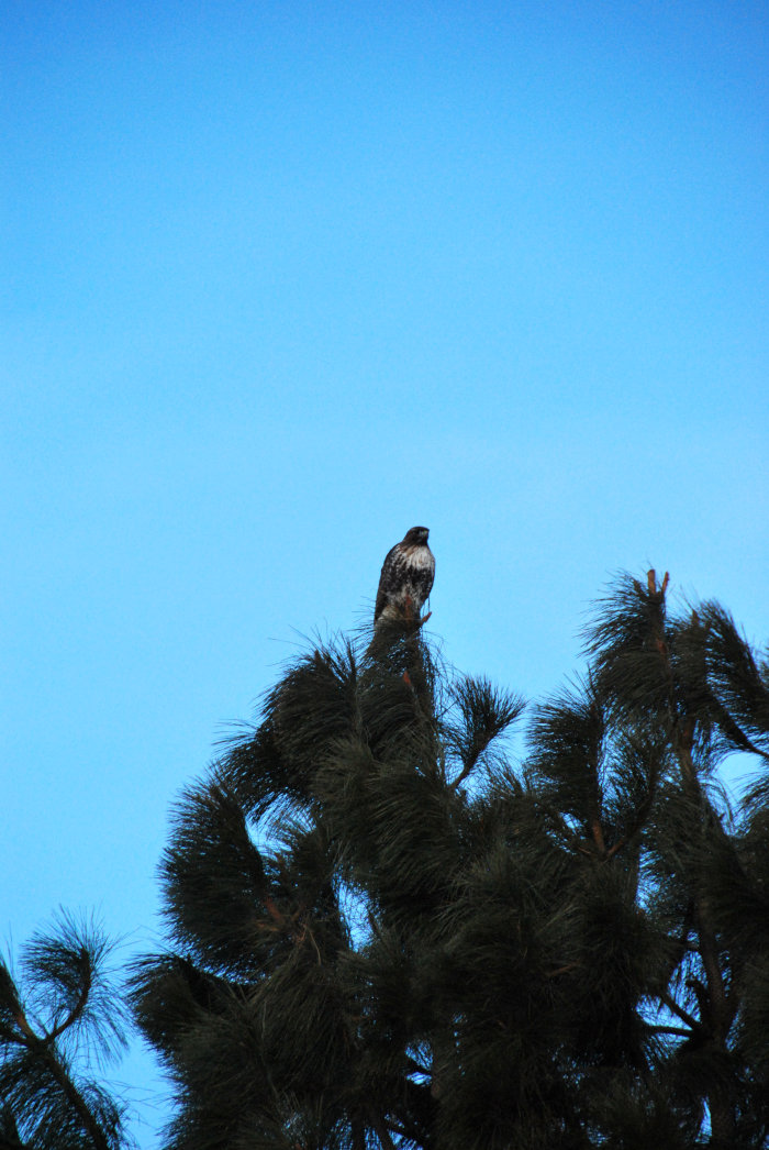 Hawk on a Ponderosa