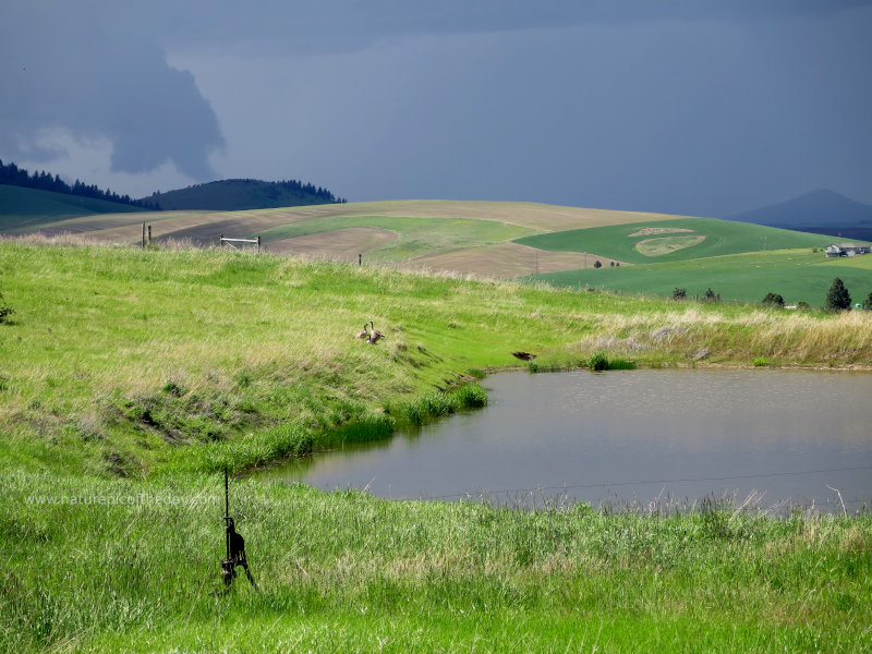 Geese and a pond and a storm