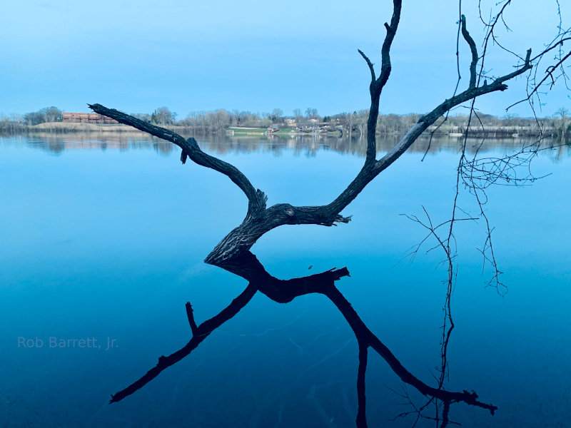 Tree in a lake in Minnesota