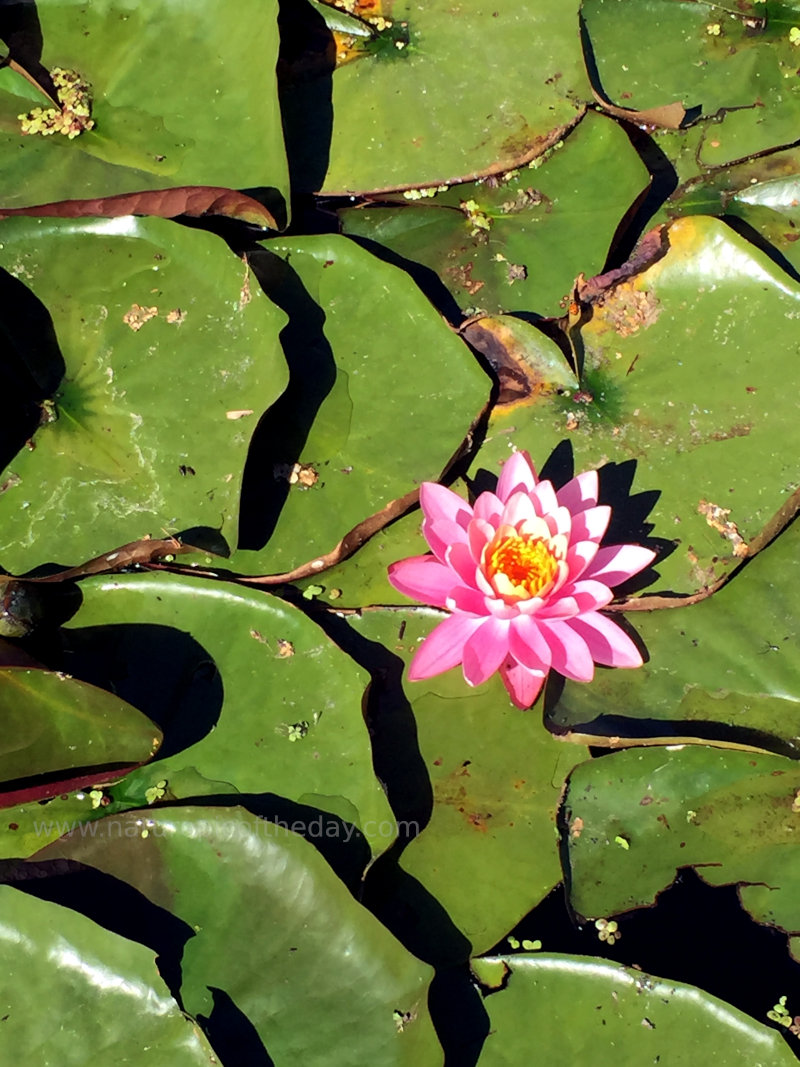 Water lilies on Chatcolet Lake in Idaho