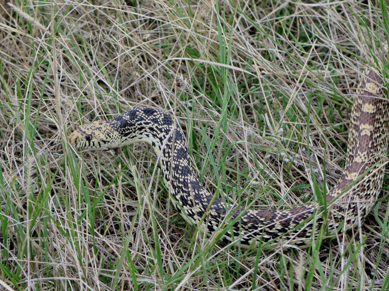 Bull Snake In Eastern Montana