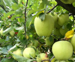 Apples On A Tree