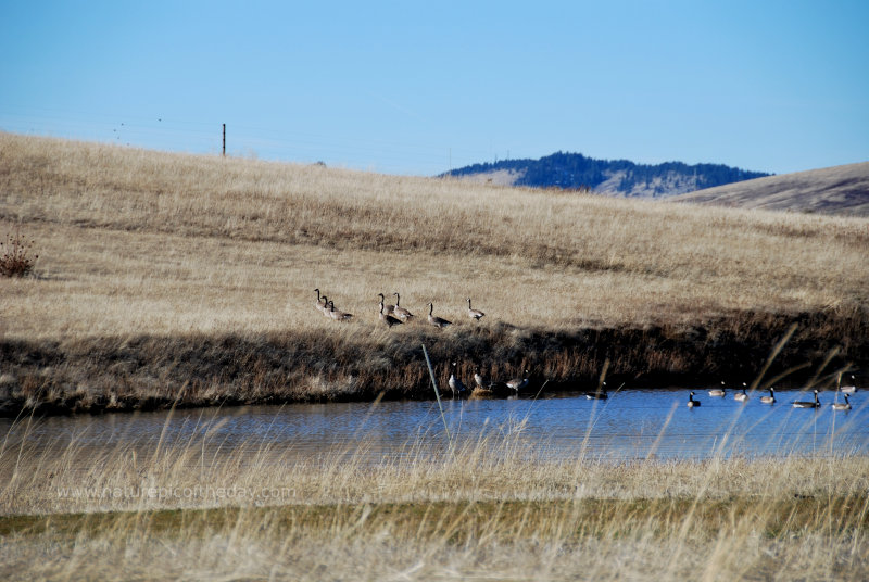 Canadian Geese on a layover in Idaho during their journey north.
