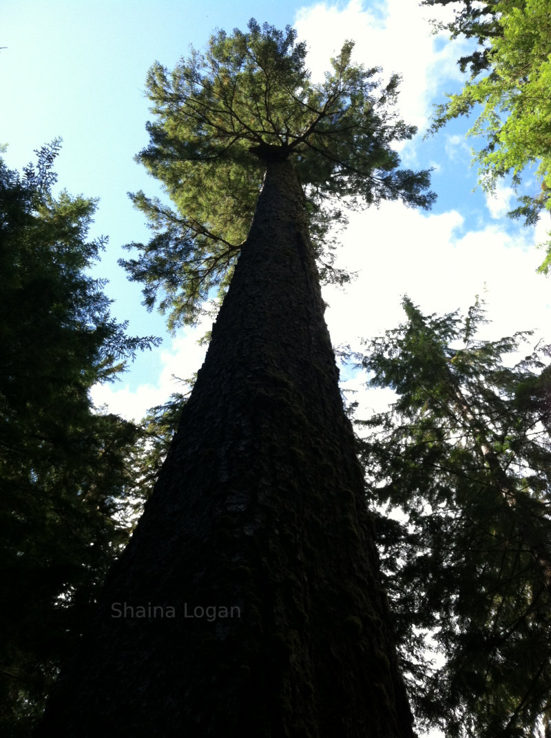 Tall tree from the right perspective.