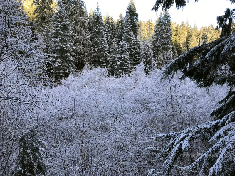 Hoar Frost in the Mountains of Idaho