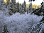 Hoar Frost in the Mountains of Idaho