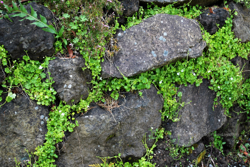 Pretty things growing in the cracks of a rock wall.