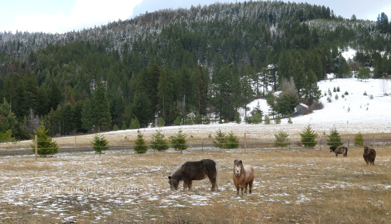 Miniature horses in Idaho.