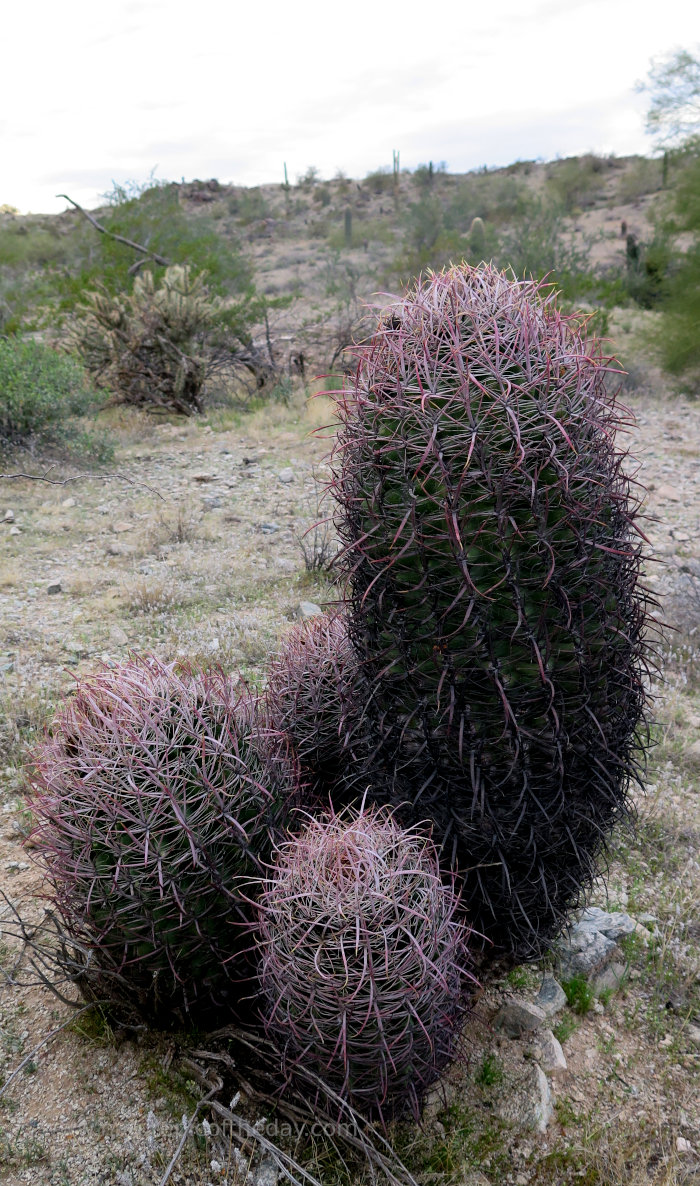 Cactus in the Arizona desert