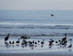 Birds on the Beach!  In Washington State.