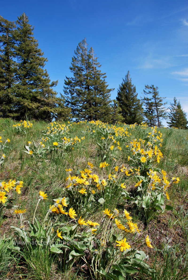 Wildflowers in the Mountains