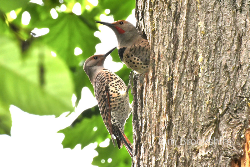 Red Shafted Flicker Woodpeckers in Bothell, WA