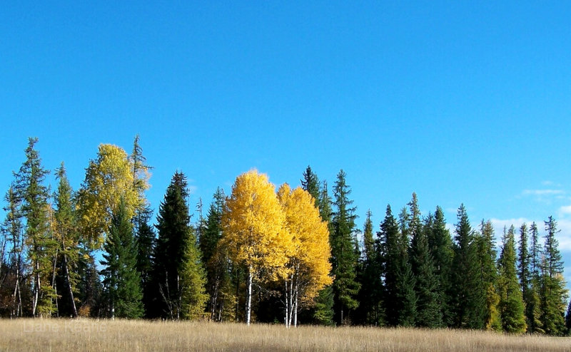 Birch in Montana in the Fall
