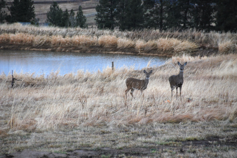 Whitetail Deer in Idaho