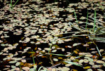 Leaves on A Pond