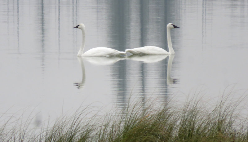 Swans on Teepee lake in Montana