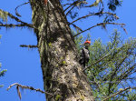 Pileated Woodpecker in Idaho