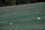 Canada Geese in Idaho