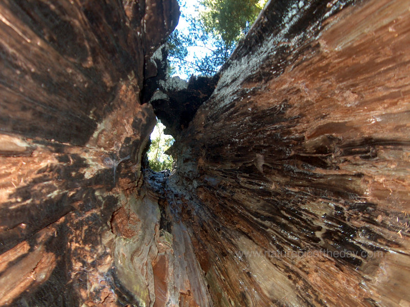 Hollow Cedar Tree in Montana