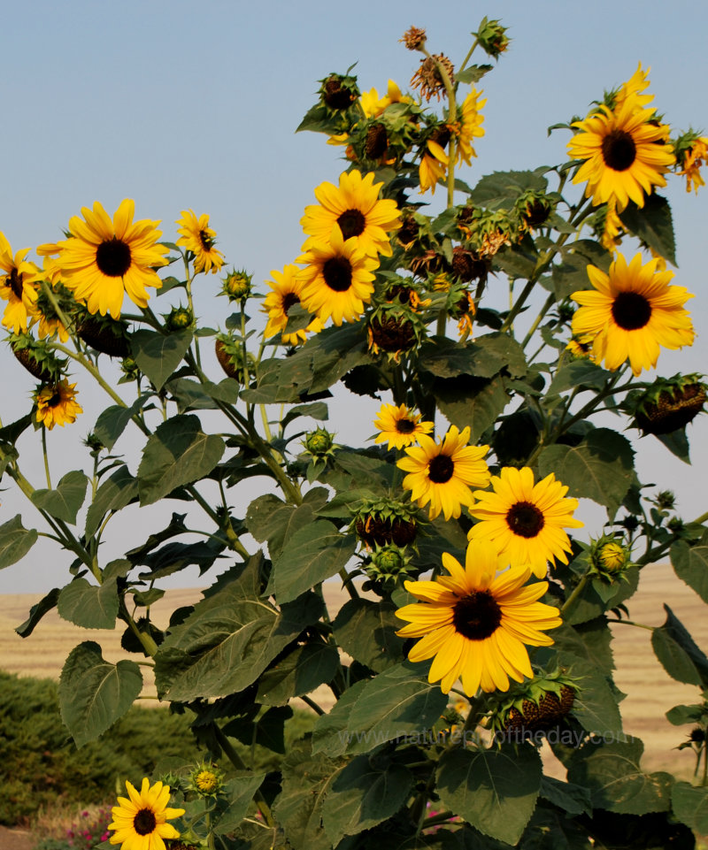 Sunflower in Idaho