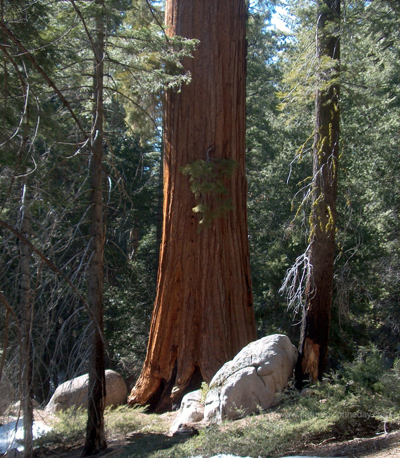 Giant Sequoia Redwood Tree