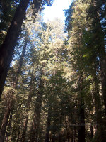 Redwoods In California