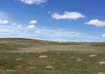 Antelope and prairie dogs in Montana