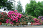 Rhododendrons in Washington