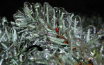 Ice on Pine Needles